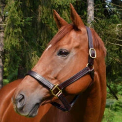 Quiet Creek Leather Halter Thoroughbred Style Brown -Wahl Sales 2024 1132t c1109 3a5dff51 437e 4b01 8339 3de946e17521