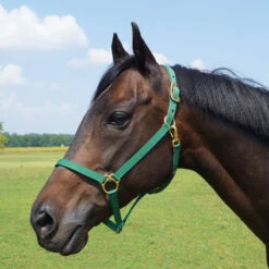 Walsh Nylon Halter .75 Inch -Wahl Sales 2024 1136 c1133