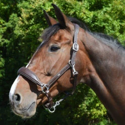 Schockemohle Fremont Anatomic Leather Halter -Wahl Sales 2024 1310 00012 c1109