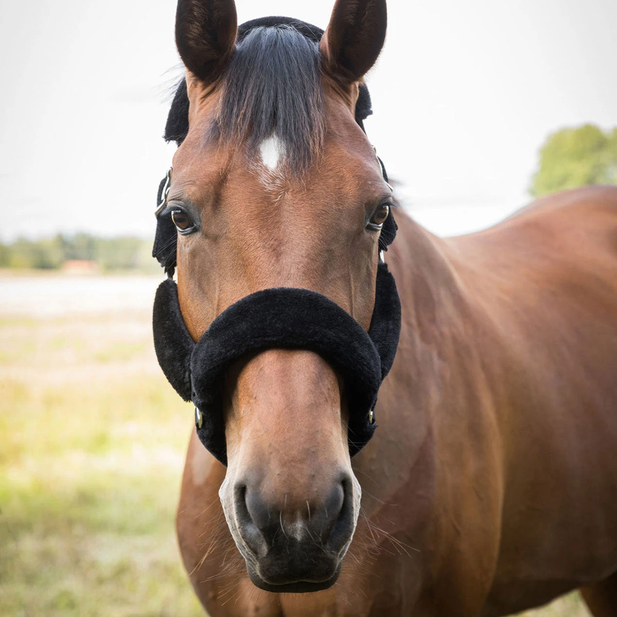 Back On Track Audrey Therapeutic Fleece Halter 5 Back On Track Audrey Therapeutic Fleece Halter - Image 3