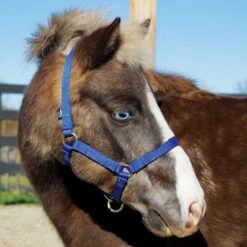Weaver Leather Weaver Miniature Horse Adjustable Nylon Halter Large -Wahl Sales 2024 35 4805 c1106