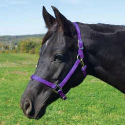 Weaver Leather Weaver Nylon Halter Average - Arabian Size -Wahl Sales 2024 35 5035 c1157