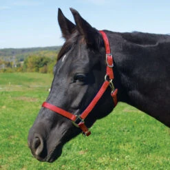 Weaver Leather Weaver Nylon Halter Average - Arabian Size -Wahl Sales 2024 35 5035 c1158