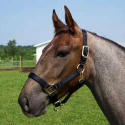 Weaver Leather Weaver Original Yearling Horse Nylon Halter 12 Weaver Leather Weaver Original Yearling Horse Nylon Halter -Wahl Sales 2024 35 7033 c1105 87b43eb9 2a28 4180 b9f2 1744a580b04b