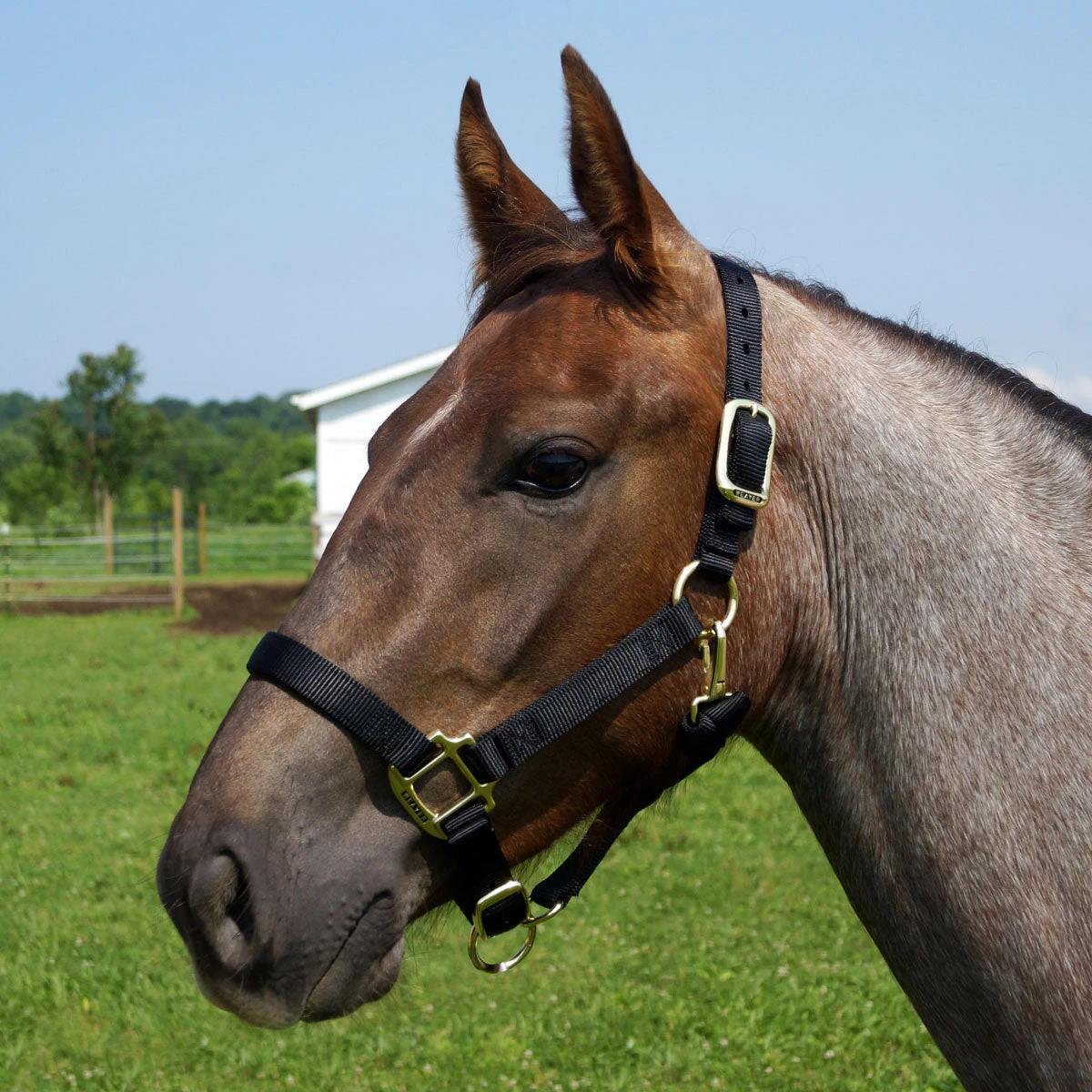 Weaver Leather Weaver Original Yearling Horse Nylon Halter 5 Weaver Leather Weaver Original Yearling Horse Nylon Halter - Image 3