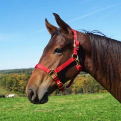 Weaver Leather Weaver Nylon Halter Average Horse Size -Wahl Sales 2024 35 7035 c1158