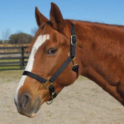 Weaver Leather Weaver Original Large Horse Nylon Halter -Wahl Sales 2024 35 7036 c1105 8656508d f35a 4be2 b743 5fdc63520481