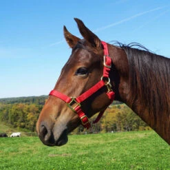 Weaver Leather Weaver Original Large Horse Nylon Halter -Wahl Sales 2024 35 7036 c1158