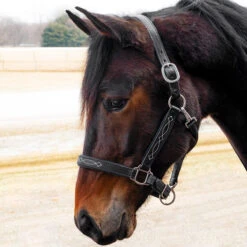 Quiet Creek Oxford Fancy Padded Leather Halter - Black -Wahl Sales 2024 4479pb c1105