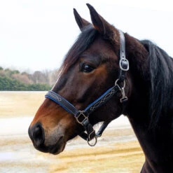 Quiet Creek Oxford Fancy Padded Leather Halter - Black