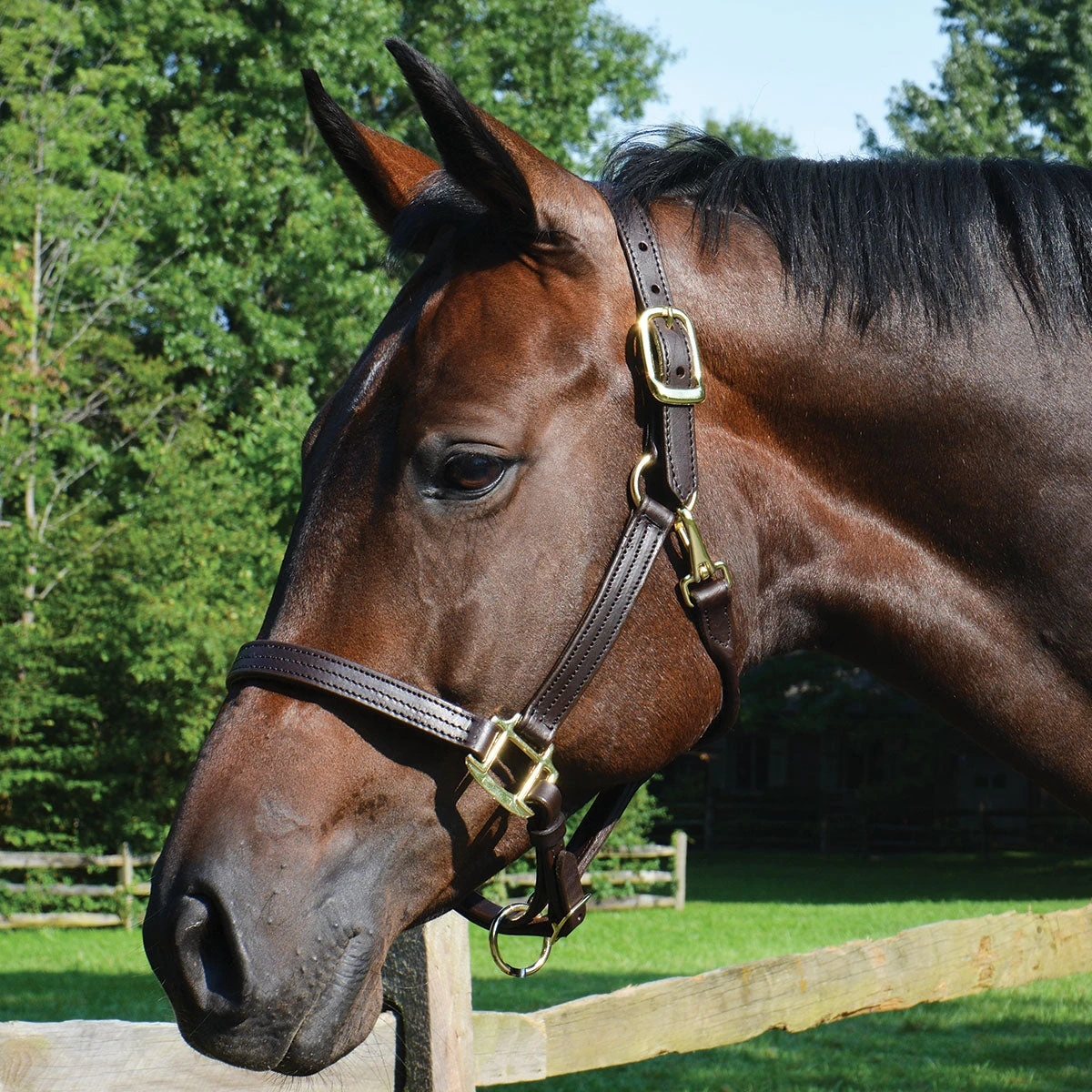 Quiet Creek Triple Stitched 1 Inch Leather Halter 4 Quiet Creek Triple Stitched 1 Inch Leather Halter - Image 2