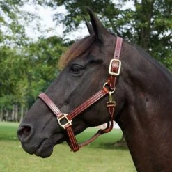 Walsh British Leather Halter