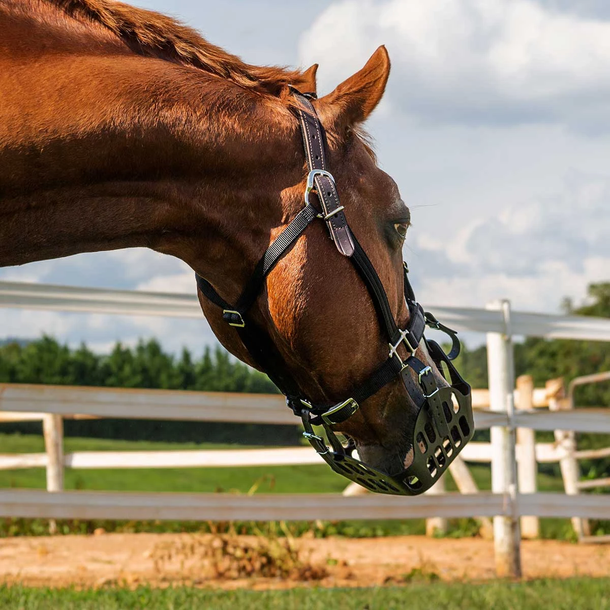 GreenGuard Breakaway Halter 6 GreenGuard Breakaway Halter - Image 4
