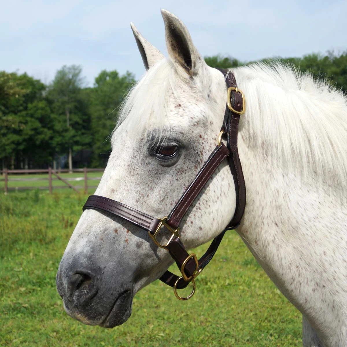 Quiet Creek Thoroughbred Style Triple Stitched Leather Halter 3 Quiet Creek Thoroughbred Style Triple Stitched Leather Halter