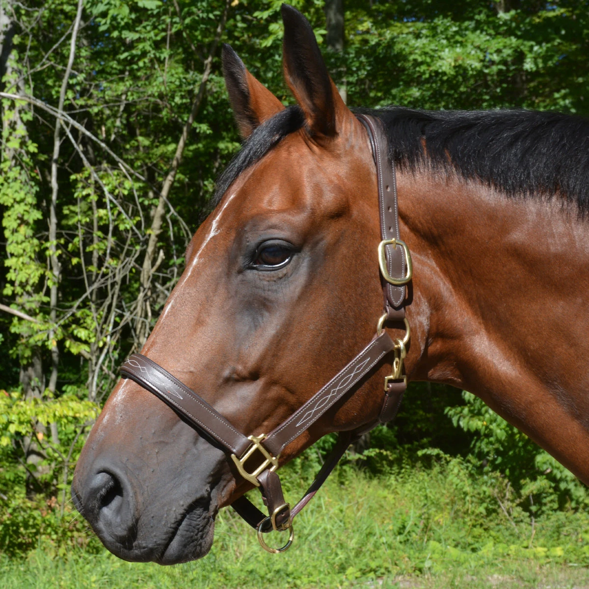 Fancy Stitched Padded Leather Halter With Matching Lead 4 Fancy Stitched Padded Leather Halter With Matching Lead - Image 2