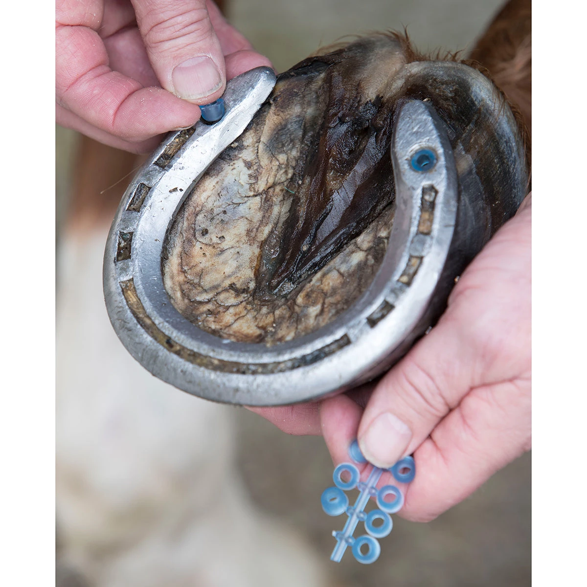 LeMieux Stud Plugz 6-pack 4 LeMieux Stud Plugz 6-pack - Image 2