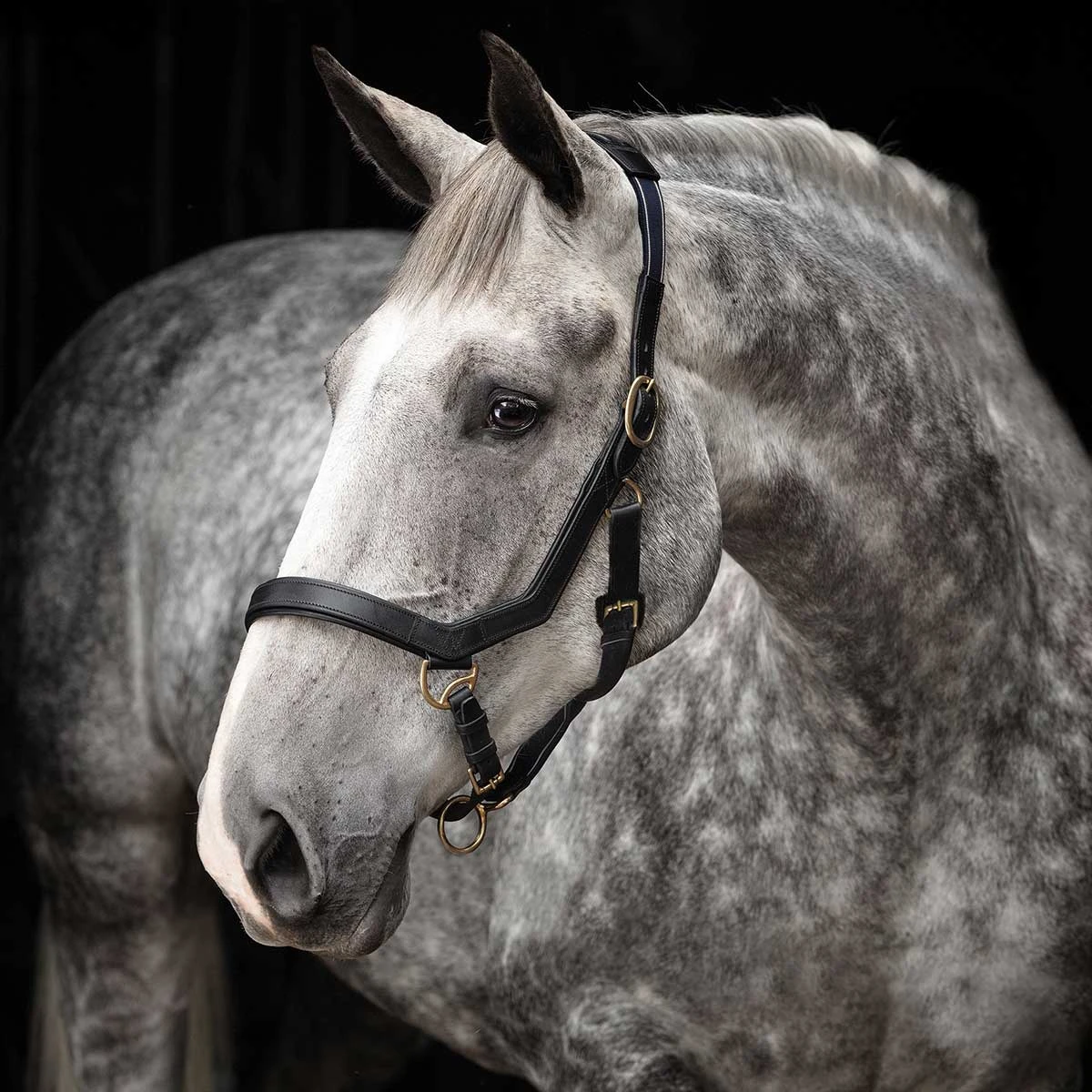 Rambo Micklem Halter 3 Rambo Micklem Halter