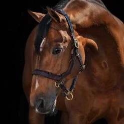 Rambo Micklem Halter 7 Rambo Micklem Halter -Wahl Sales 2024 dhal8 c1109