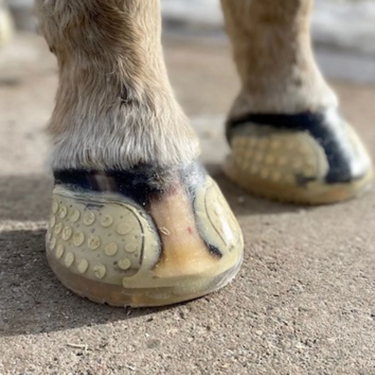 EasyShow Versa Grip Glue Front Shoe 4 EasyShow Versa Grip Glue Front Shoe - Image 2