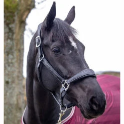 LeMieux Stitched Anatomical Leather Halter -Wahl Sales 2024 it00882 c1105 alt2