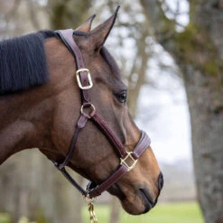 LeMieux Stitched Anatomical Leather Halter -Wahl Sales 2024 it00882 c1109 alt2