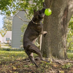 Jolly Pets Tree Tugger Dog Toy -Wahl Sales 2024 jp071 c1141 alt2