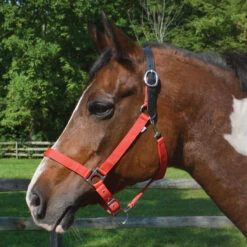 Country Pride Breakaway Nylon Halter -Wahl Sales 2024 ktl1852 c1158