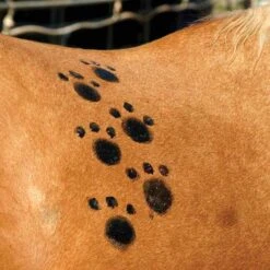 Tail Tamer Pony Paints 4 Oz -Wahl Sales 2024 ppnts c1106 alt1